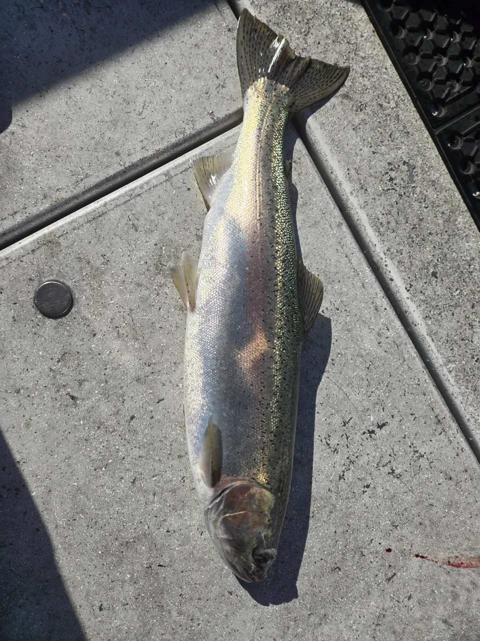 Outdoor Adventures BC fishing charter photo